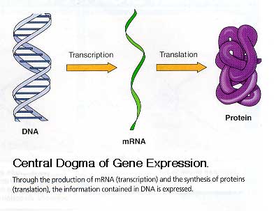 Dogma genetik: aliran informasi genetik yang menghasilkan protein dari penerjemahan informasi genetik dari DNA