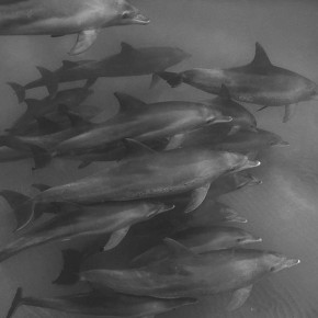 Tenerife bottlenose dolphin