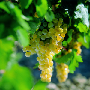 Ripe Palomino grapes hang from the vine. (photo credit www.sherry.org)
