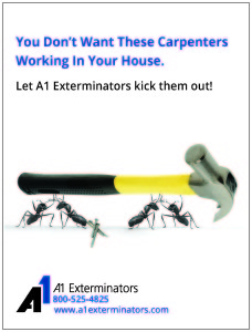 carpenter-ant-ad A1 Exterminators