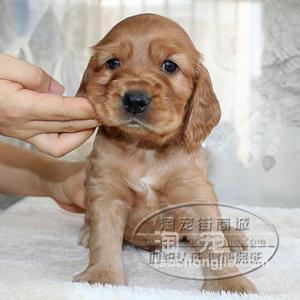 AC联保出售纯种健康美卡英卡幼犬，可签质保协议