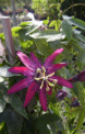 Passiflora hybrid ‘Pura Vida’ – Pura Vida Purple Passion Vine 