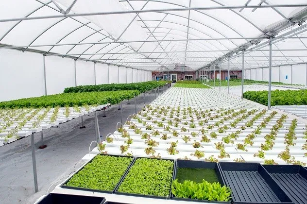 Japan rents out hydroponic gardens to busy city workers