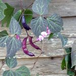 Lablab purpureus is a species of bean in the family Fabaceae. Common names include hyacinth bean, dolichos bean, seim bean, lablab bean, Egyptian kidney bean, Indian bean, chicharo and Australian pea. The vine has pretty purple flowers and deep purple colored seed pods.