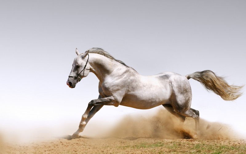 White-Horse.jpg