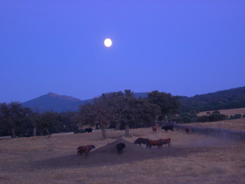 El toro y la luna