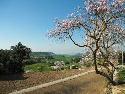 Ametllers florits a La Segarra