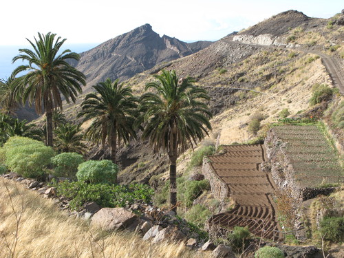 Terrasses. Alojera, La Gomera