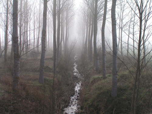 Niebla 2004