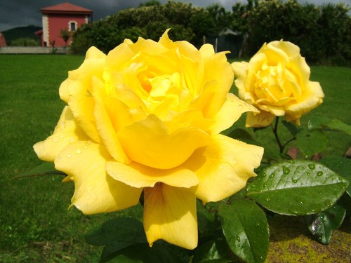 Rosas Amarillas . Dedicate to my friend TONIA .