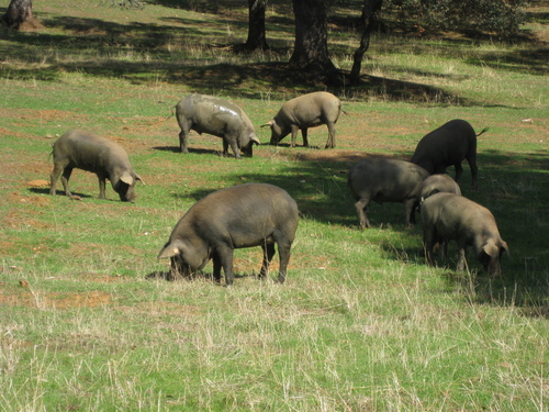 Pigs, Las Cefiñas 10/08