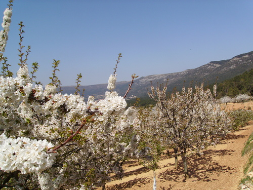 Valle de Caderechas en flor