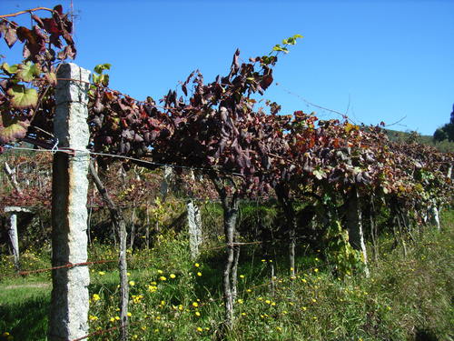 Viñas en otoño (Autumn vineyards)