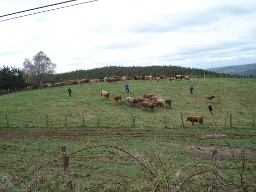 ganado asturiano