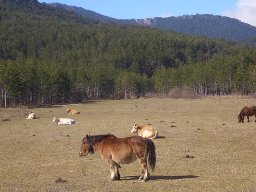 Caballos y vacas descansando antes de zandueta