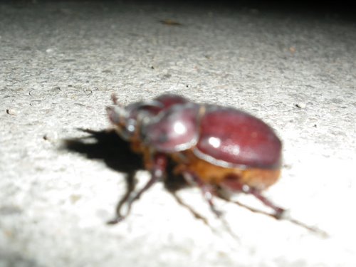 Escarabajo en noche de verano