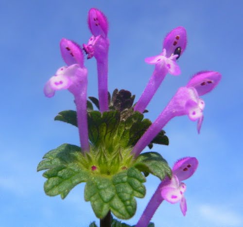 Flores (sp. Lamium amplexicaule)