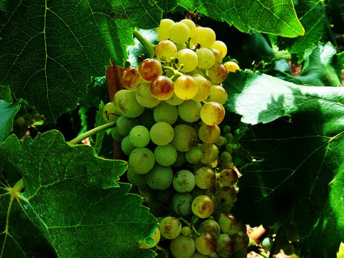 Uvas blancas de Sotes, para hacer el famoso vino de Rioja