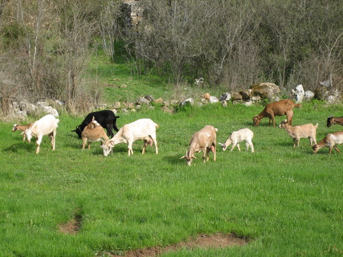 Cabras en Matamorisca