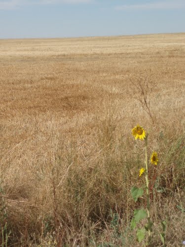la soledad de tierra de campos