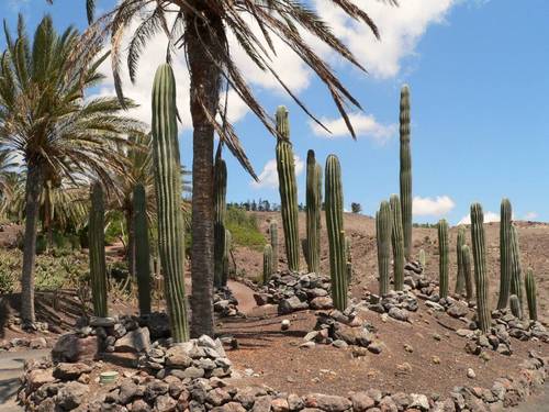 Espagne, île de Fuerteventura, les cactus géant de 8m de haut