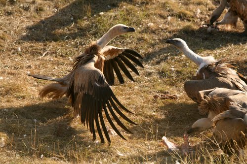 Griffon Vulture fight