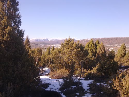 Juniperus comunis (Torruko al fondo)