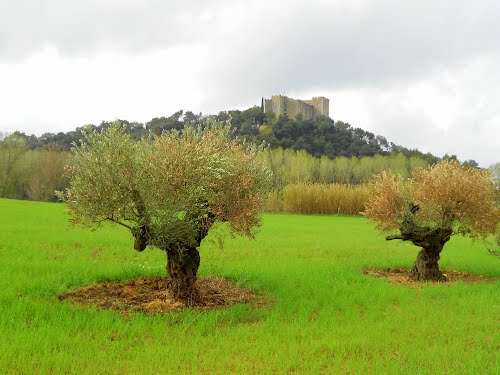 Castell i oliveres