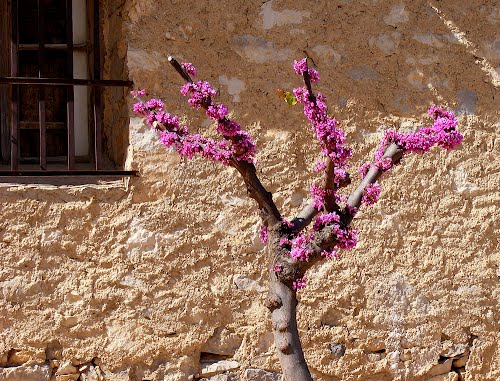 **Arbol del Amor - Cercis  Siliquastrum.** Arbolito con poca rama y mucha flor. Nonaspe, Zaragoza