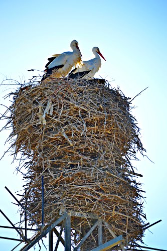 Un nido de cigüeñas con mucha altura! ;)