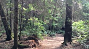 triangle trail pt defiance park tacoma