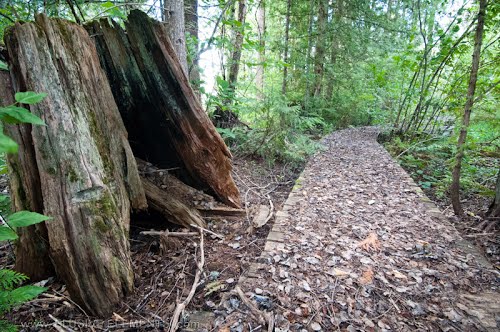 '10 HUGE stump and abandoned nature walk way near Winlaw