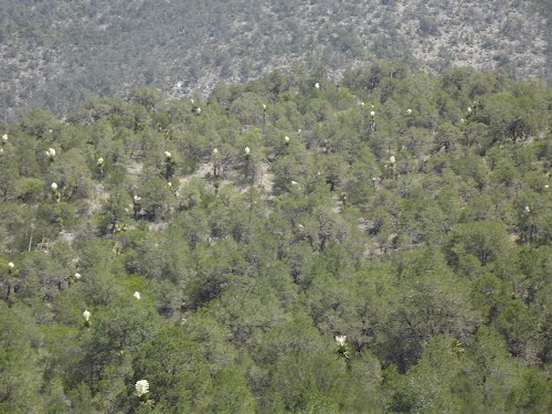 Bosque lleno de For de Palma, San Juanito, San Antonio de las Alazanas, Arteaga, Coahuila
