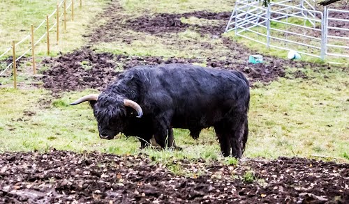 Highland cattle on peräisin Skotlannista.