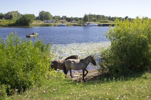 Pilssala, Jelgava