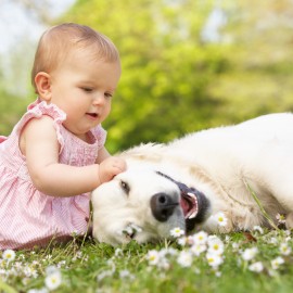 Baby Girl In Summer Dress Sitting In Field Petting Family Dog