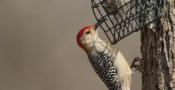 Red bellied woodpecker at feeder