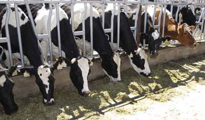 Photograph of dairy cows eating.