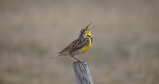 Western Meadowlarks are as common as dirt in the Sandhills.  Eastern Meadowlarks can also be found in the wet meadows of the Sandhills.