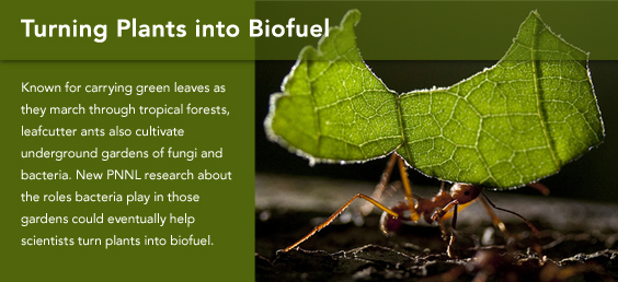Turning Plants into Biofuels