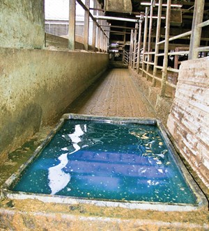 cows-foot-bath