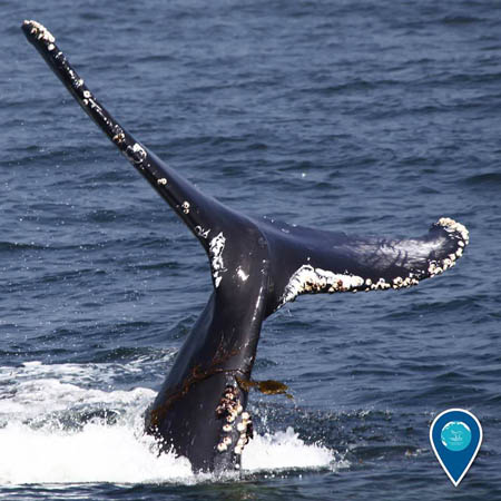 photo of humpback whale tail out of water