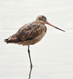 Thumbnail photo of a Marbled Godwit. Photo Credit: U.S. Fish and Wildlife Service.