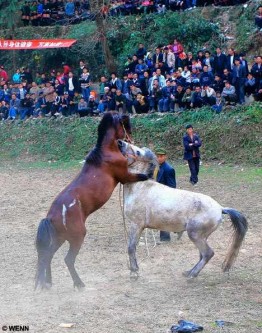 horse-fight