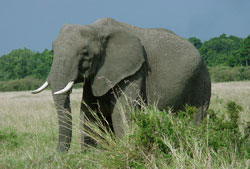 top10_deadly_african_elephant