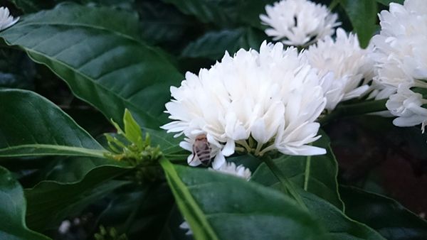 ong lấy phấn hoa cà phê