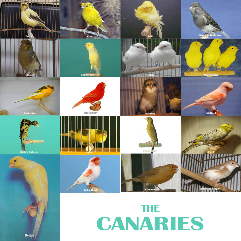Jenis Kenari, Macam Kenari, canary series, Species canary, Gambar Kenari, Kenari Import, Kenari Lokal