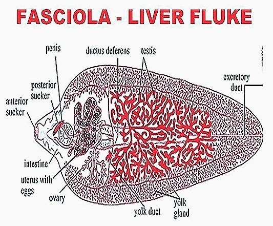 fasciola-reproductivesystem