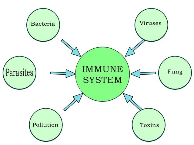 The Innate and Adaptive Components of Immune System