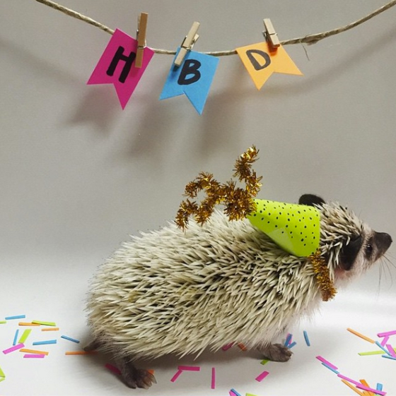 finley-hedgehog-with-hat-on